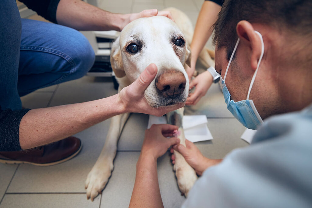 The Benefits of Spaying & Castration for Your Pets