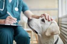 Signs Your Pet Needs to See a Veterinarian Immediately